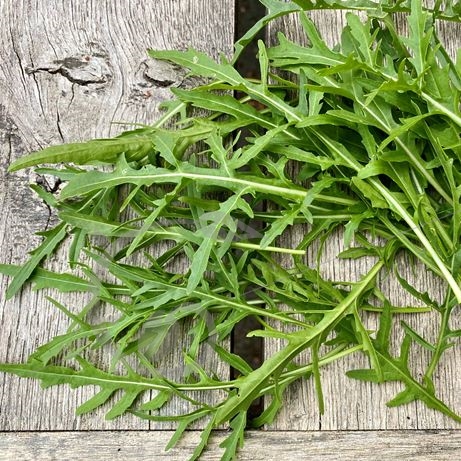 graine et semence Roquette sauvage
