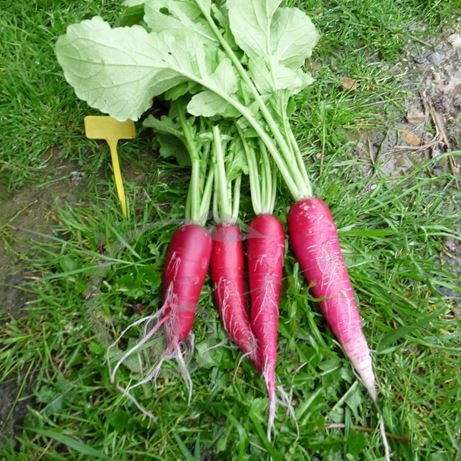 graine et semence Radis rave rose de Pâques