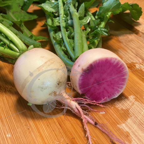 graine et semence Radis d'hiver rond red meat