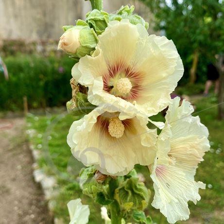 graine et semence Rose trémière Jaune