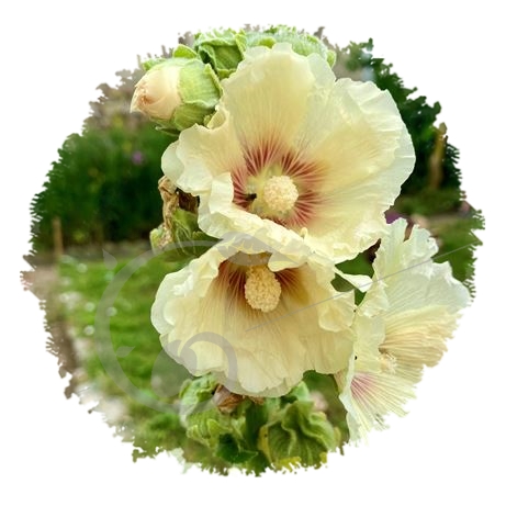 graine et semence Rose trémière Jaune