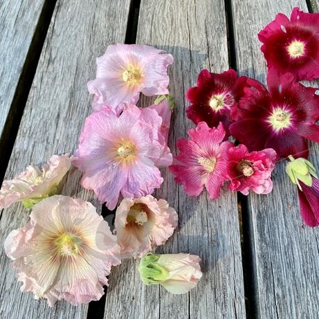 graine et semence Roses trémières en mélange