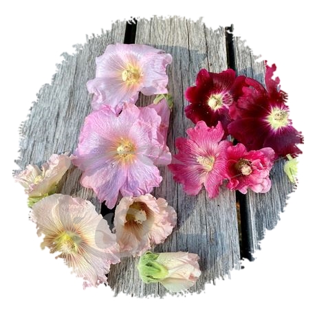 graine et semence Roses trémières en mélange