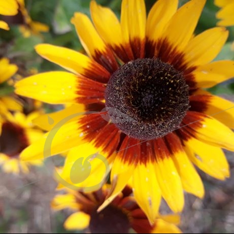 graine et semence Rudbeckias annuels en mélange