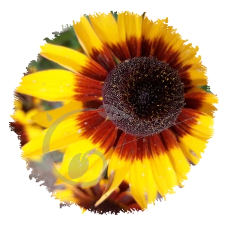 graine et semence Rudbeckias annuels en mélange