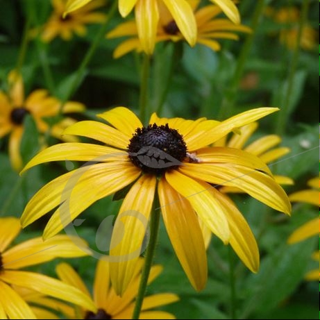 graine et semence Rudbeckia jaune