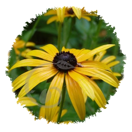 graine et semence Rudbeckia jaune