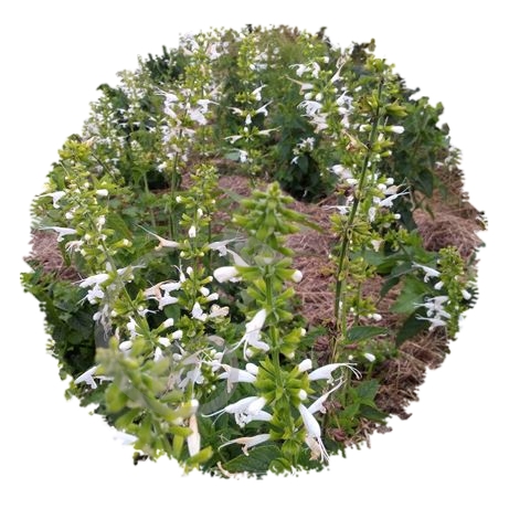 graine et semence Sauge coccinée blanche Snow Nymphe