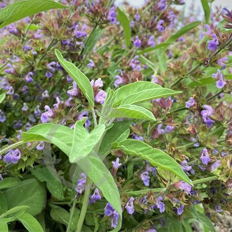 graine et semence Sauge officinale