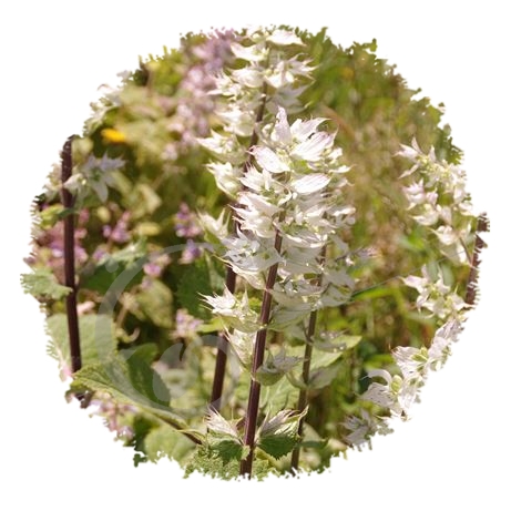 graine et semence Sauge sclarée en mélange