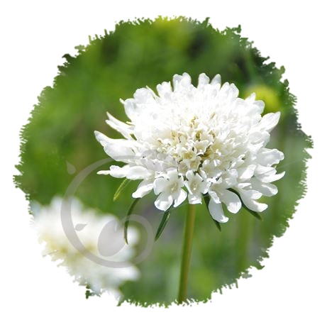 graine et semence Scabieuse blanche