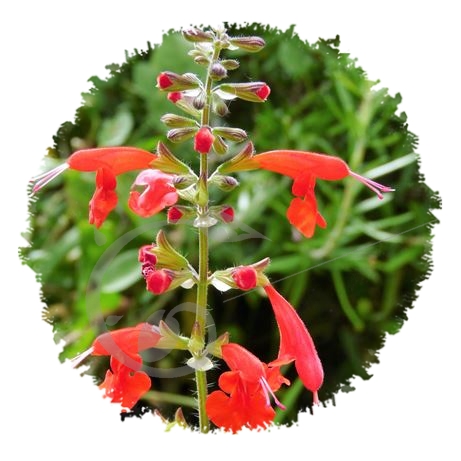 graine et semence Sauge écarlate en mélange