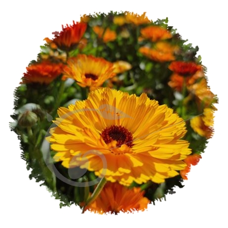 graine et semence Souci des jardins flashback zeolight