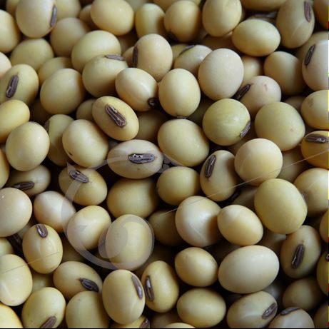 graine et semence Soja à grains jaunes
