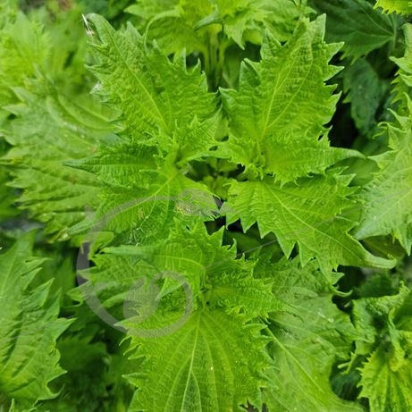 graine et semence Perilla vert