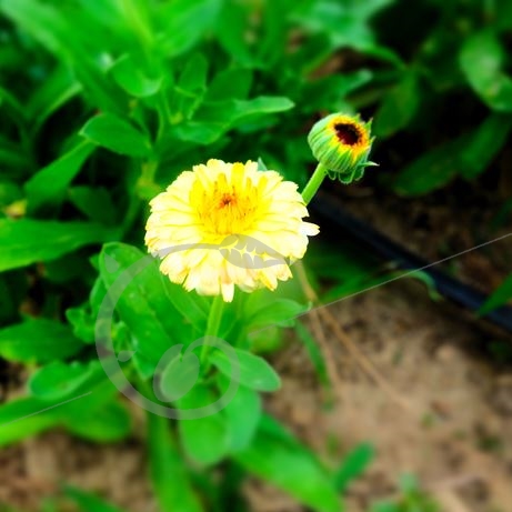 graine et semence Souci Ivory princess