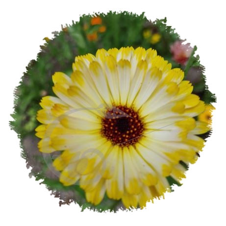 graine et semence Souci des jardins Flashback