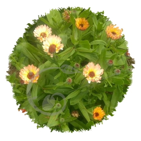 graine et semence Souci des jardins Touch of red buff