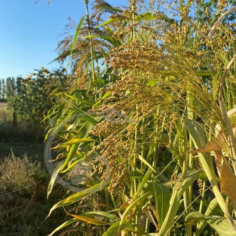 graine et semence Sorgho à balai