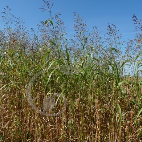 graine et semence Millet fourrager