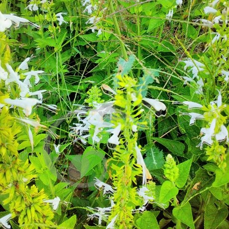 graine et semence Sauge sclarée blanche