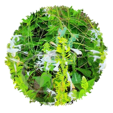 graine et semence Sauge sclarée blanche