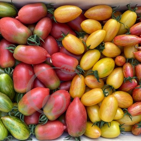 graine et semence Tomates cocktail Apéro en mélange