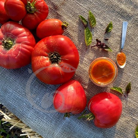 graine et semence Tomates à coulis en mélange
