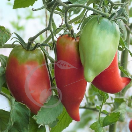 graine et semence Tomate andine des Fontenelles