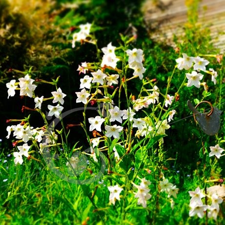 graine et semence Tabac à grandes fleurs Jasmin
