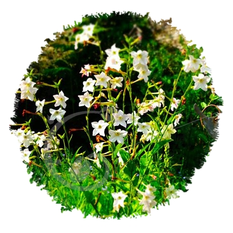 graine et semence Tabac à grandes fleurs Jasmin