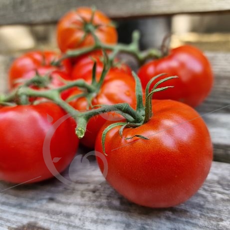 graine et semence Tomate rouge améliorée de Montlhéry