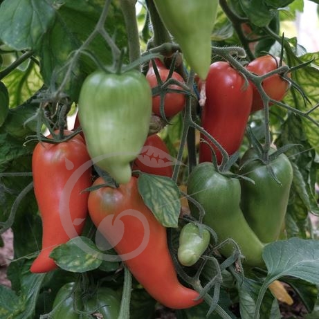 graine et semence Tomate des Andes