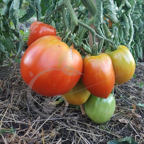 graine et semence Tomate Amish Paste