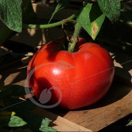 graine et semence Tomate à soupe Campbell