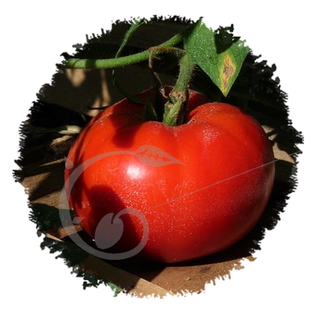 graine et semence Tomate à soupe Campbell