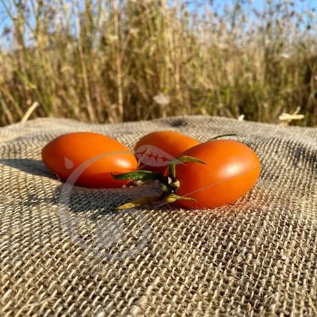 graine et semence Tomate orange banana