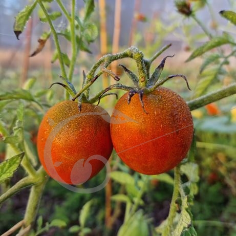 graine et semence Tomate de Berao black
