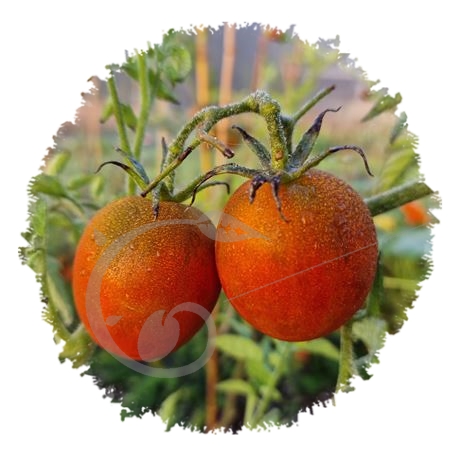 graine et semence Tomate de Berao black