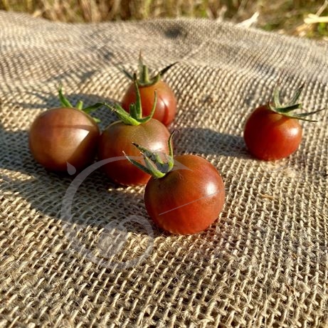 graine et semence Tomate cerise black cherry