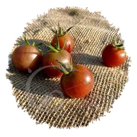 graine et semence Tomate cerise black cherry