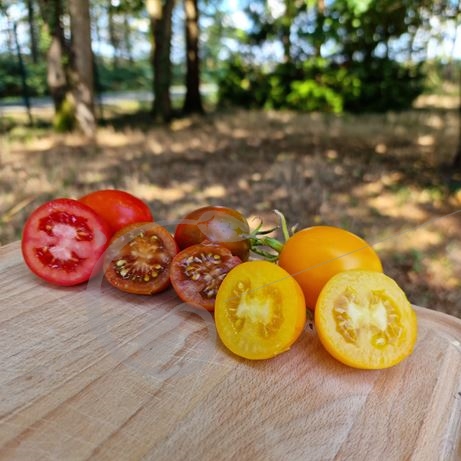 graine et semence Tomates de Berao en mélange