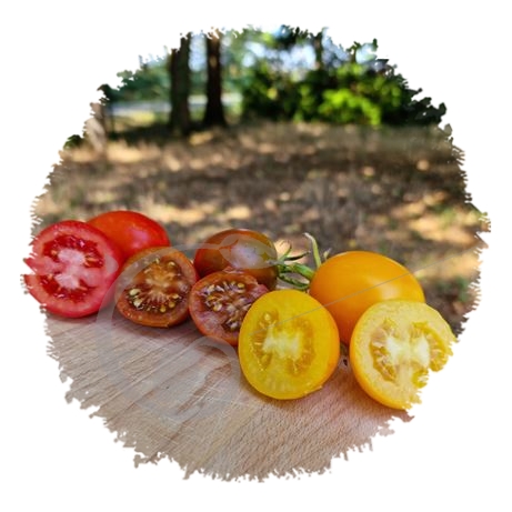 graine et semence Tomates de Berao en mélange