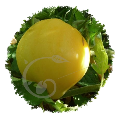 graine et semence Tomate coeur de boeuf Blanc