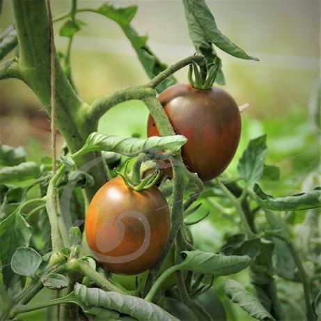 graine et semence Tomate black prince