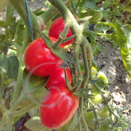 graine et semence Tomate Boulette de Touraine