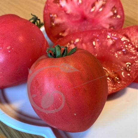 graine et semence Tomate coeur de boeuf rose Anna russian