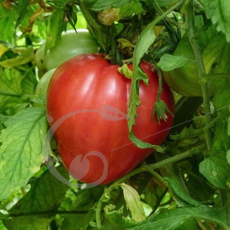 graine et semence Tomate Charbonnière du Berry