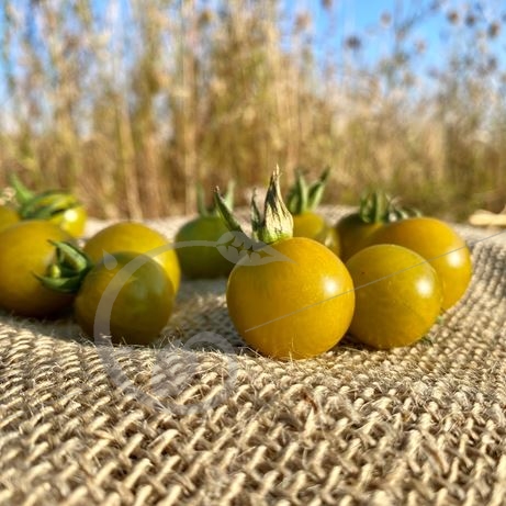 graine et semence Tomate cerise verte caramel