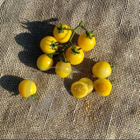 graine et semence Tomate cerise blanche Dr Carolyn